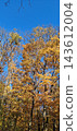 trees in autumn 143612004