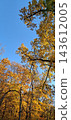 autumn season colorful tree in the park 143612005