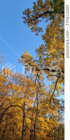 autumn season colorful tree in the park 143612005