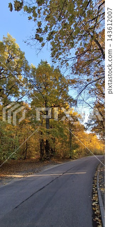road to the autumn forest road to the autumn forest 143612007