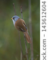 Male Bearded Reedling with copy space 143612604