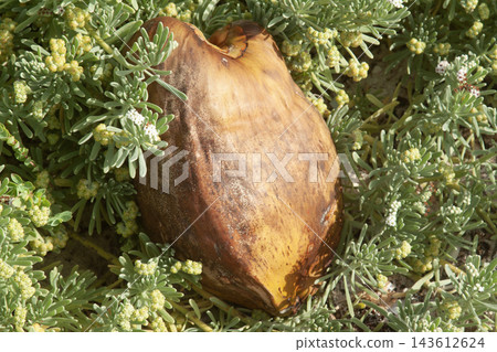 Coconut husk resting among green tropical foliage Coconut husk resting among green tropical foliage 143612624