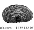 Monochrome organic abstract art reminiscent of mushroom gills or rock formations. 143613216