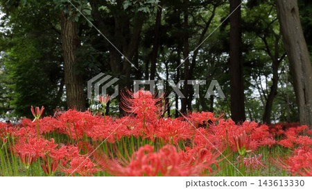 Autumn natural scenery: A cluster of fully bloomed spider lilies (Lycoris radiata) in Murakami Green Space, Yachiyo, Chiba. Autumn natural scenery: A cluster of fully bloomed spider lilies (Lycoris radiata) in Murakami Green Space, Yachiyo, Chiba. 143613330