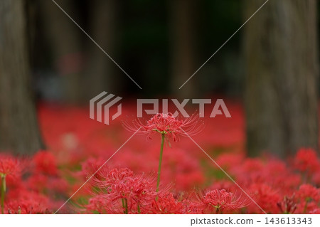 秋季自然風光：千葉縣八千代市村上綠地，盛開的石蒜（Lycoris radiata）。 143613343