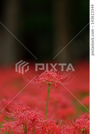 秋季自然風光:千葉縣八千代市村上綠地,盛開的石蒜(Lycoris radiata)。 秋季自然風光:千葉縣八千代市村上綠地,盛開的石蒜(Lycoris radiata)。 143613344