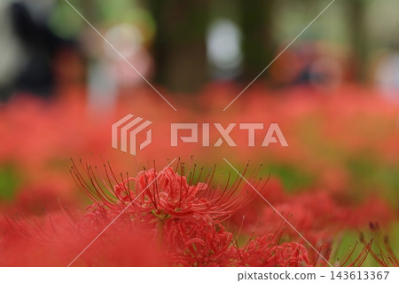 秋季自然風光:千葉縣八千代市村上綠地,盛開的石蒜(Lycoris radiata)。 秋季自然風光:千葉縣八千代市村上綠地,盛開的石蒜(Lycoris radiata)。 143613367