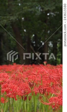 秋季自然風光:千葉縣八千代市村上綠地,盛開的石蒜(Lycoris radiata)。 秋季自然風光:千葉縣八千代市村上綠地,盛開的石蒜(Lycoris radiata)。 143613380