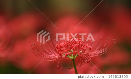 秋季自然風光:千葉縣八千代市村上綠地,一簇簇盛開的石蒜(Lycoris radiata)在雨中閃閃發光。 秋季自然風光:千葉縣八千代市村上綠地,一簇簇盛開的石蒜(Lycoris radiata)在雨中閃閃發光。 143613503