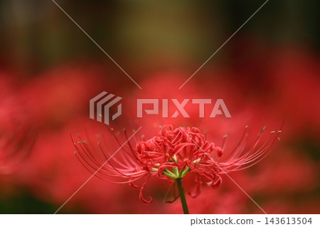 秋季自然風光:千葉縣八千代市村上綠地,一簇簇盛開的石蒜(Lycoris radiata)在雨中閃閃發光。 秋季自然風光:千葉縣八千代市村上綠地,一簇簇盛開的石蒜(Lycoris radiata)在雨中閃閃發光。 143613504