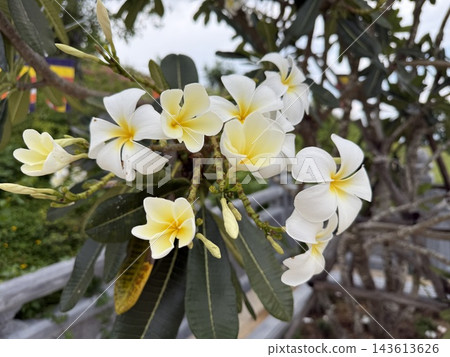 White and Yellow Plumeria Flowers Blooming on Tropical Tree White and Yellow Plumeria Flowers Blooming on Tropical Tree 143613626