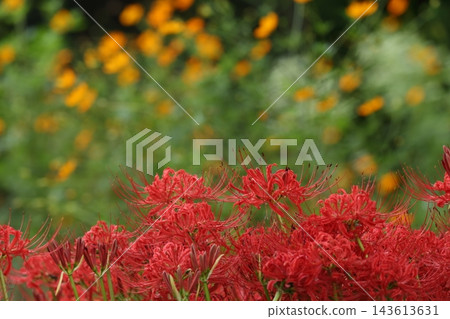 秋季自然風光:紅色的彼岸花(石蒜)在背後盛開,黃色的波斯菊點綴其間。地點:千葉縣八千代市村上綠地。 秋季自然風光:紅色的彼岸花(石蒜)在背後盛開,黃色的波斯菊點綴其間。地點:千葉縣八千代市村上綠地。 143613631