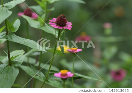 秋日自然風光:一隻螳螂棲息在粉紅色的百日菊花上。村上綠地,千葉縣八千代市。 秋日自然風光:一隻螳螂棲息在粉紅色的百日菊花上。村上綠地,千葉縣八千代市。 143613635