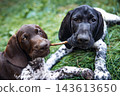 Two playful puppies lying on grass and holding a wooden stick together, cute young dogs playing outdoors in nature. 143613650