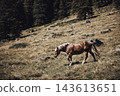 Brown horse walking across a grassy mountain hillside near a coniferous forest. Scenic natural landscape with a horse in an alpine meadow. 143613651