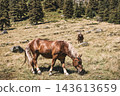 Brown horse with a light mane grazing on a mountain meadow, with another horse standing in the background. Peaceful summer pasture surrounded by forest and rocky hills. 143613659