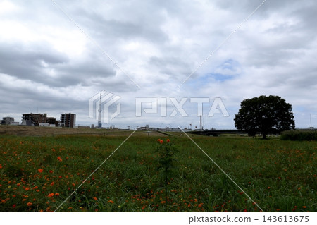 Orange yellow cosmos flowers and a riverside landscape. Hirai, Edogawa Ward, Tokyo. Orange yellow cosmos flowers and a riverside landscape. Hirai, Edogawa Ward, Tokyo. 143613675
