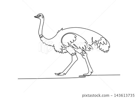 Single one line drawing wild ostrich walking calmly across the savanna plain. Slender upright neck, fluffy body plumage, and long striding legs. Continuous line draw design graphic vector illustration Single one line drawing wild ostrich walking calmly across the savanna plain. Slender upright neck, fluffy body plumage, and long striding legs. Continuous line draw design graphic vector illustration 143613735