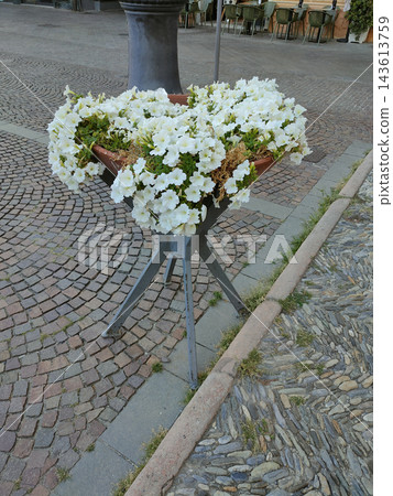 Ornamental composition of the bush spheric shape of live white ampelous petunia in big white pot on a terrace wooden platform against the sea lyme grass at overcast morning 143613759