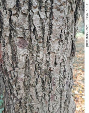 Close-Up of Rough Tree Bark and Cracked Branch Texture Close-Up of Rough Tree Bark and Cracked Branch Texture 143613904