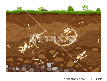 Soil layers with bones. Surface horizons with fossil reptile skeleton, upper layer of earth structure with mixture of organic matter, minerals. Buried lizard bones in dirt and underground clay layer Soil layers with bones. Surface horizons with fossil reptile skeleton, upper layer of earth structure with mixture of organic matter, minerals. Buried lizard bones in dirt and underground clay layer 143613950