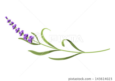 Lavender. Vector illustration of lavender, Provence flowers on a white background. Element from lavender flowers Lavender. Vector illustration of lavender, Provence flowers on a white background. Element from lavender flowers 143614023