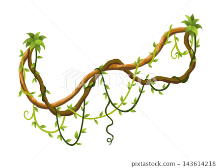 Liana branch. Twisted wild jungle vine plants. Woody natural tropical rainforest, exotic botany element. Vector design element Liana branch. Twisted wild jungle vine plants. Woody natural tropical rainforest, exotic botany element. Vector design element 143614218