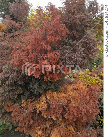 Majestic Autumn Trees with Golden Foliage Along a Park Path 143614274