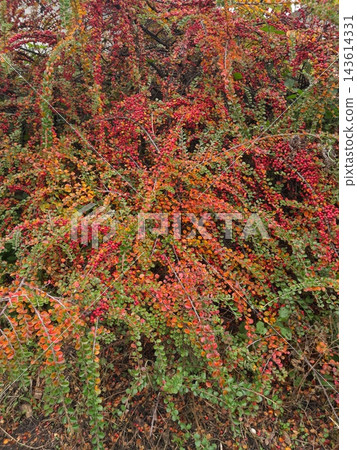 Colorful Autumn Cotoneaster Shrub with Red Berries and Vibrant Foliage Colorful Autumn Cotoneaster Shrub with Red Berries and Vibrant Foliage 143614331