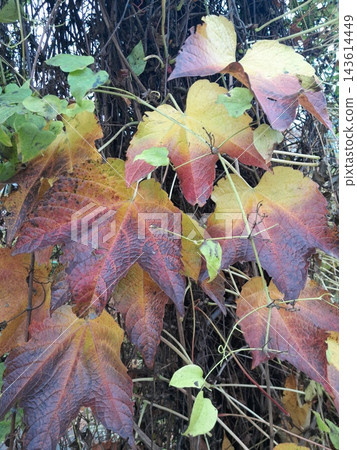 Colorful Autumn Vine Leaves in Shades of Red, Green, Yellow and Orange 143614449
