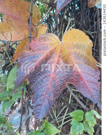 Colorful Autumn Vine Leaves in Shades of Red, Green, Yellow and Orange 143614450