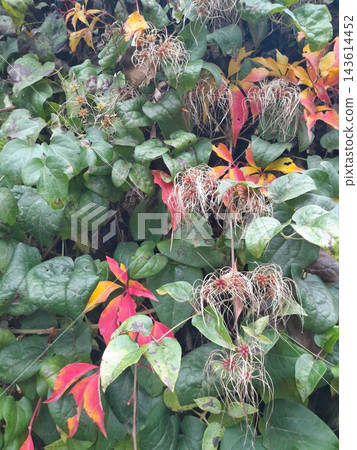 Colorful Autumn Vine Leaves in Shades of Red, Green, Yellow and Orange Colorful Autumn Vine Leaves in Shades of Red, Green, Yellow and Orange 143614452