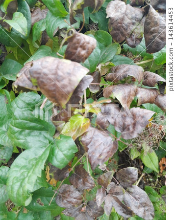 Colorful Autumn Vine Leaves in Shades of Red, Green, Yellow and Orange Colorful Autumn Vine Leaves in Shades of Red, Green, Yellow and Orange 143614453