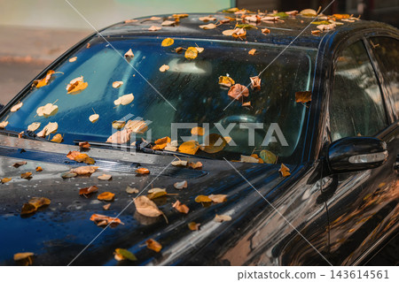 Dry autumn leaves scattered on black car windshield and hood. Close-up of golden and brown fallen leaves covering windshield, bonnet, roof of dark modern car parked outdoors in autumn season Dry autumn leaves scattered on black car windshield and hood. Close-up of golden and brown fallen leaves covering windshield, bonnet, roof of dark modern car parked outdoors in autumn season 143614561