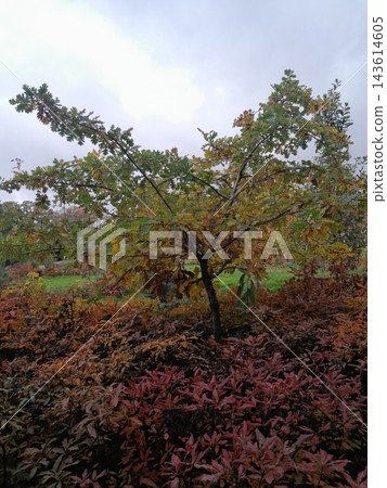 Majestic Autumn Tree with Golden Foliage Along a Park Path Majestic Autumn Tree with Golden Foliage Along a Park Path 143614605