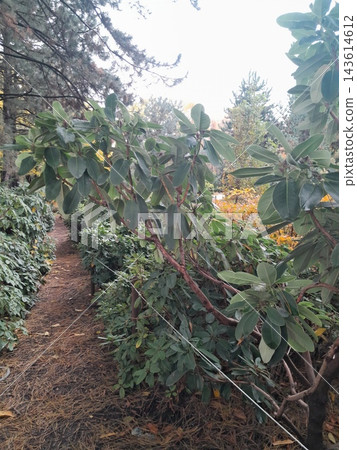 Close-Up of Rhododendron Buds and Glossy Evergreen Leaves in Garden Close-Up of Rhododendron Buds and Glossy Evergreen Leaves in Garden 143614612
