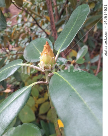 Close-Up of Rhododendron Buds and Glossy Evergreen Leaves in Garden Close-Up of Rhododendron Buds and Glossy Evergreen Leaves in Garden 143614621