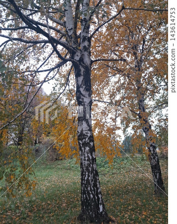 Majestic Autumn Trees with Golden Foliage Along a Park Path Majestic Autumn Trees with Golden Foliage Along a Park Path 143614753