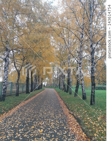Majestic Autumn Trees with Golden Foliage Along a Park Path 143614754