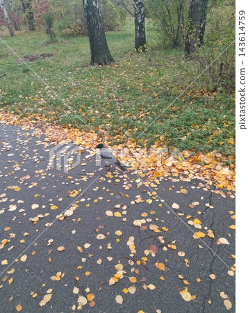 Majestic Autumn Trees with Golden Foliage Along a Park Path Majestic Autumn Trees with Golden Foliage Along a Park Path 143614759