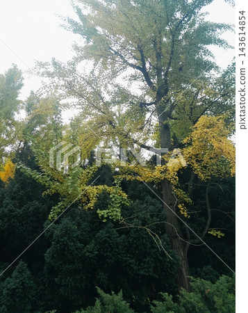 Lush Forest with Trees and Dense Greenery in Sunlight Lush Forest with Trees and Dense Greenery in Sunlight 143614854
