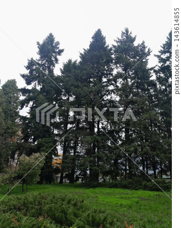 Lush Forest with Trees and Dense Greenery in Sunlight 143614855