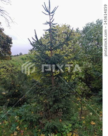 Lush Forest with Trees and Dense Greenery in Sunlight 143614859