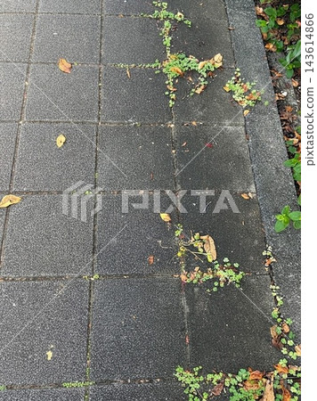 秋葉散落在石路上 143614866