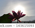  Lotus 143615093