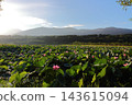  Lotus 143615094