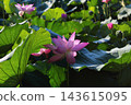 Lotus 143615095