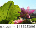  Lotus 143615096