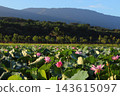  Lotus 143615097