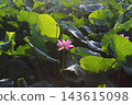  Lotus 143615098